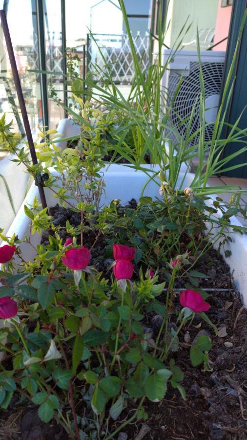 Delle Rose Apartment ايراكليا ماري المظهر الخارجي الصورة